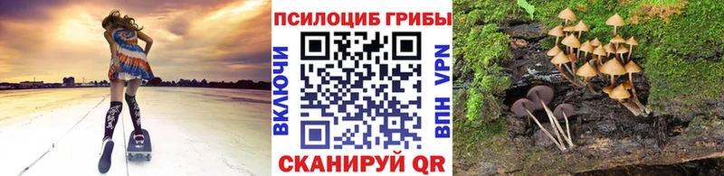 как найти   Октябрьский  Псилоцибиновые грибы Cubensis 